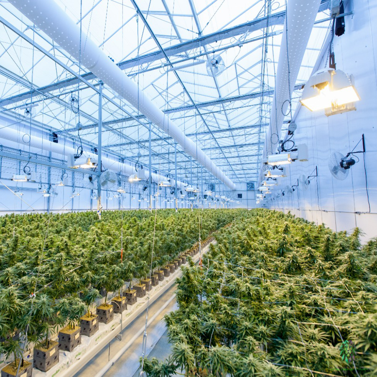 RPEB-Cannabis-1
