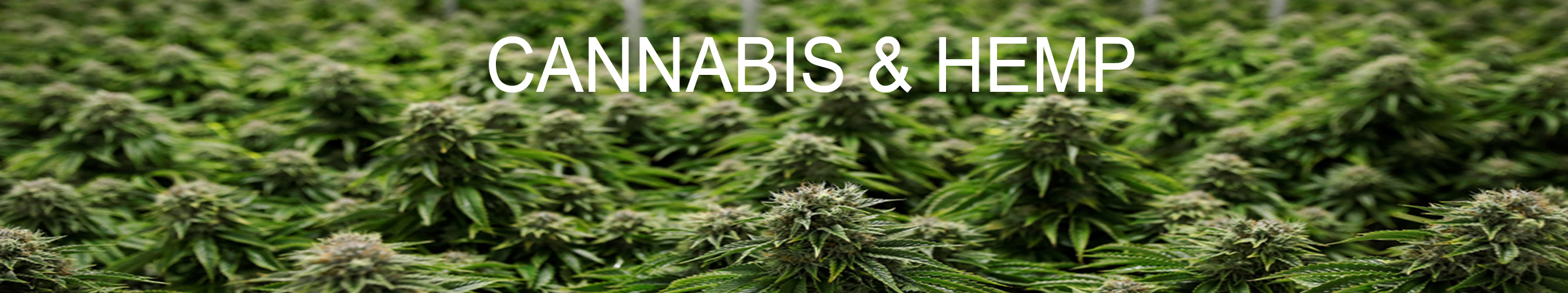 RPEB-Cannabis-Head