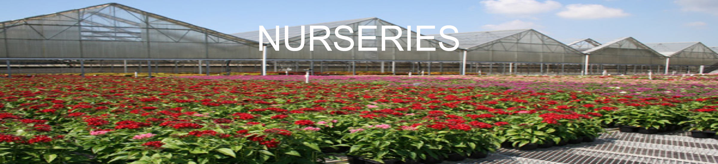 RPEB-NUR-HEAD