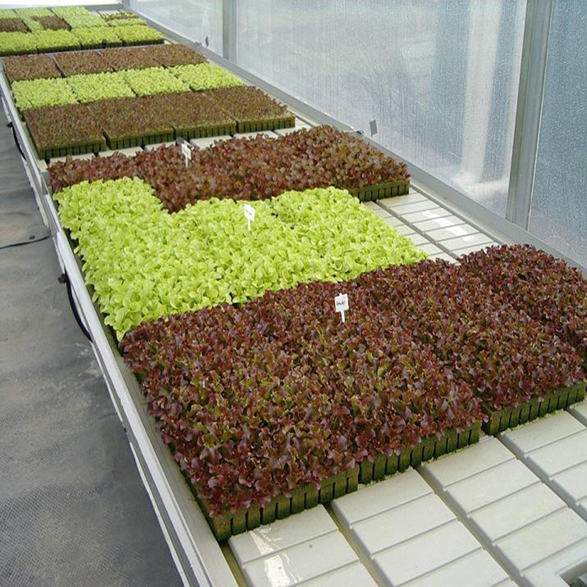 RPEB-NURS-2