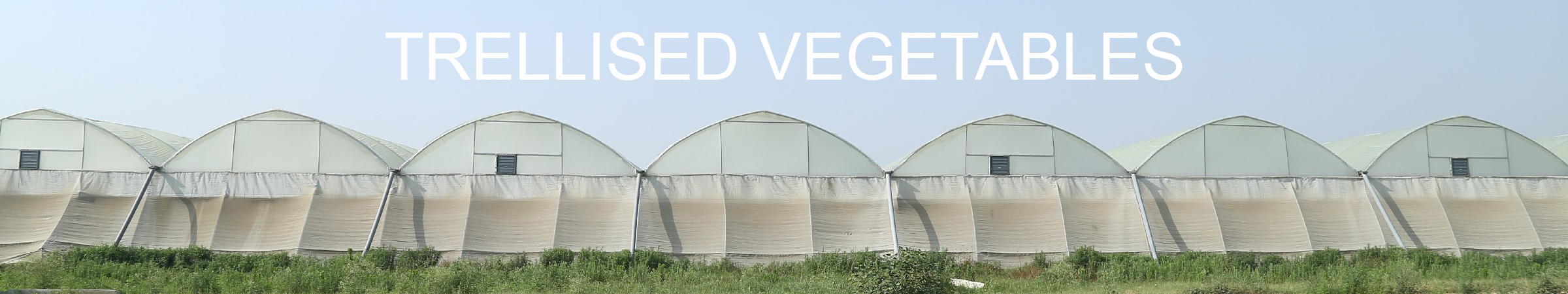 RPEB-VEG-HEAD